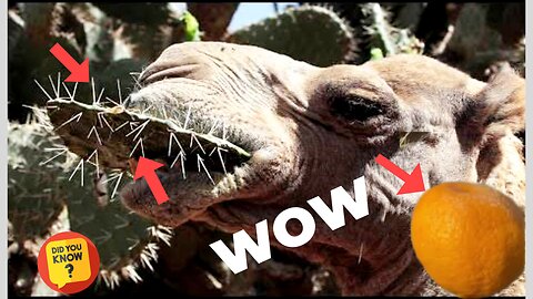 Did you know camels can eat cactus but not lemons.