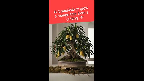 Is it possible to grow a mango tree from a cutting?