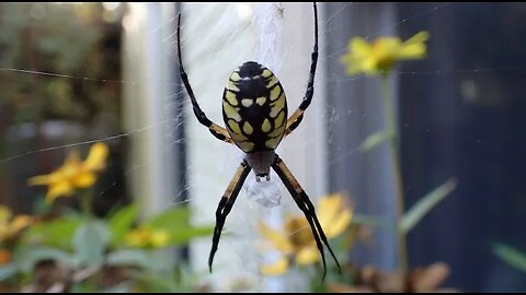 Dr Stella Spider Presents...The Founding Fathers' Guide to the Constitution (Pt07 of 07)