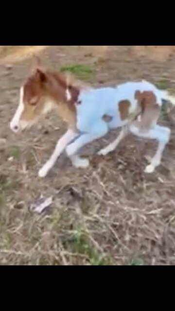 There is nothing cuter than a newborn foal learning to coordinate those long legs!🐎🤠❤️