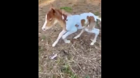 There is nothing cuter than a newborn foal learning to coordinate those long legs!🐎🤠❤️