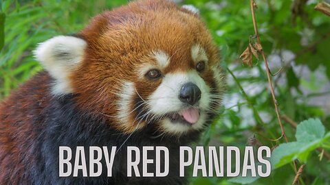 The Magical Transformation of Baby Red Pandas Will Melt Your Heart | AMZG Animals