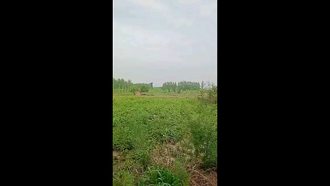 satisfying Video