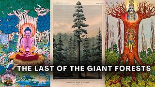 Why Did They Cut Down All The Giant Trees?