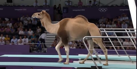 Which Animal Wins the Gold Medal? | Animal Olympics