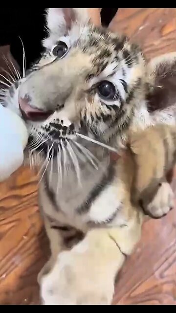 Feeding predators is a dangerous activity!