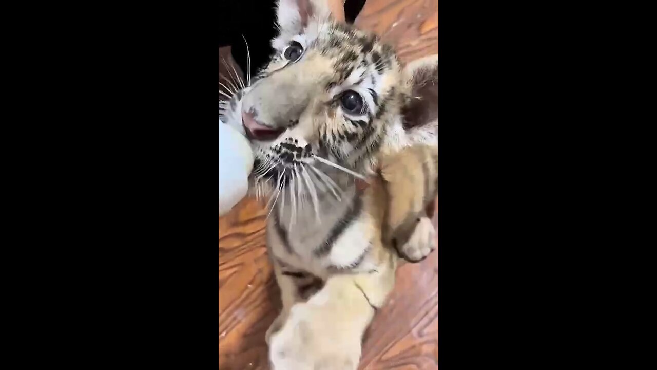 Feeding predators is a dangerous activity!
