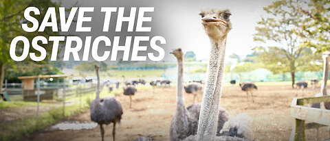 FEDS ENTER OSTRICH FARM FOR FULL CULL