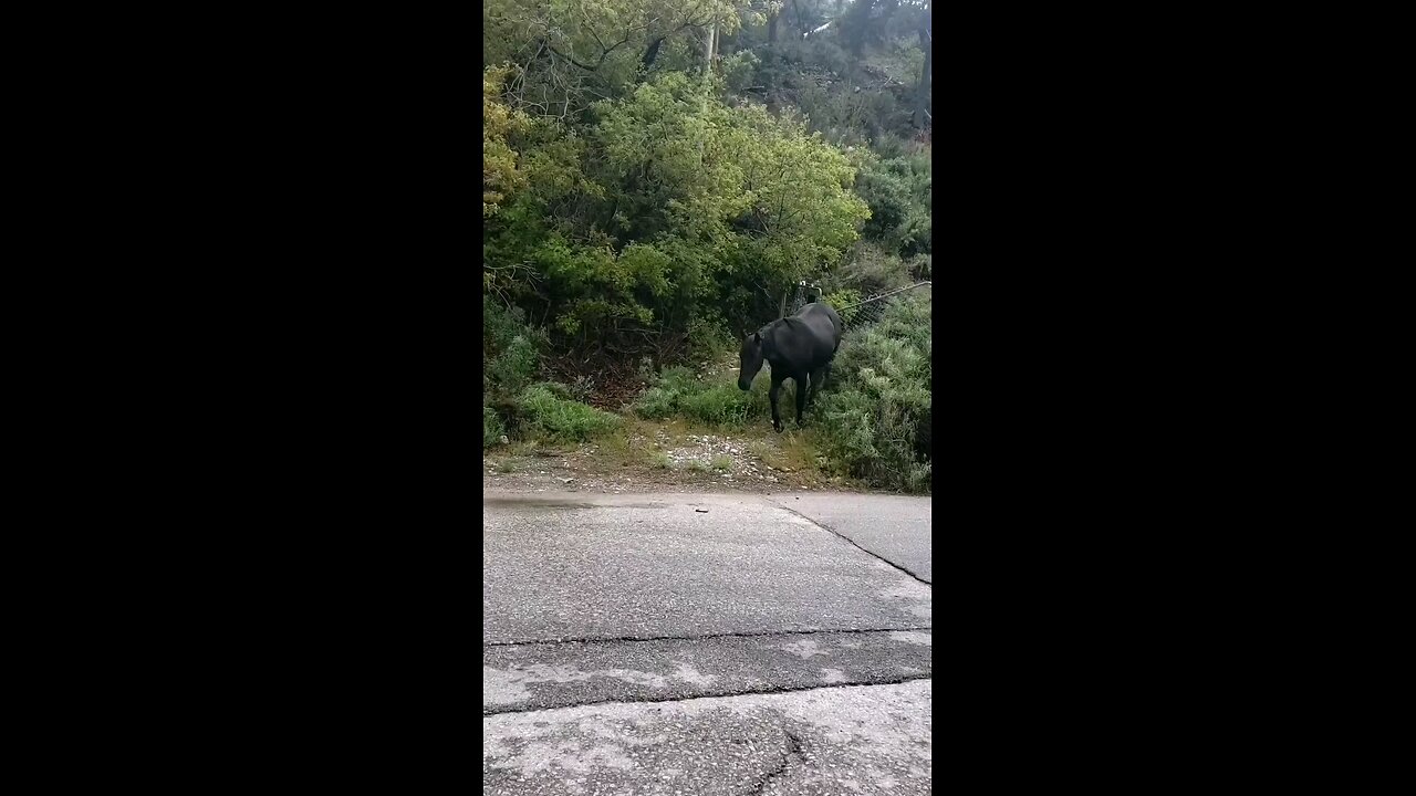 My encounter with the black stallion.