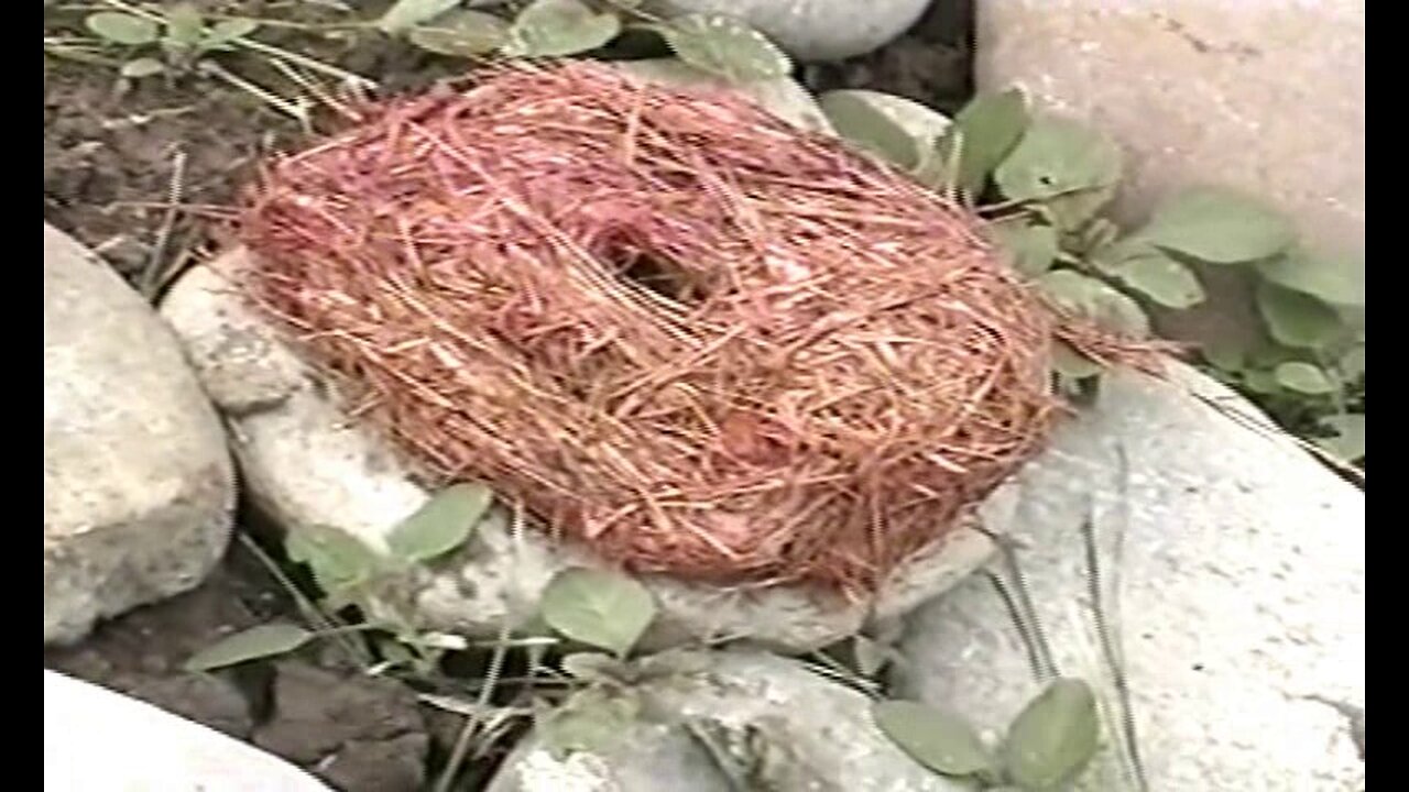 PRIMITIVE SURVIVAL, Dry And Preserve Animal Brain For Hide Tanning