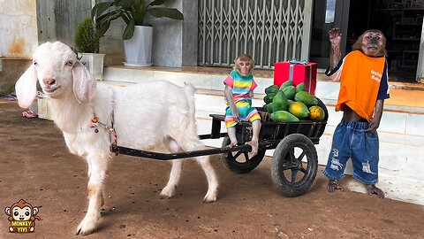 YoYo Jr takes goats to sell papayas and asked YinYin to buy a gift for YiYi's birthday