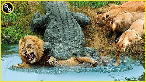 20 Ruthless Crocodile Attacks