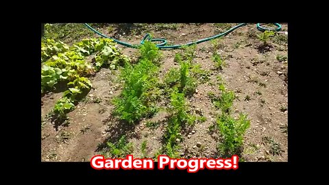 Garden Update 9/18/25 | A Pleasant Surprise : )