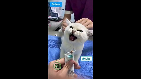 This Cat's reaction to the Vet is Priceless!!!🐈🐱❤️