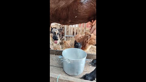 Cats and Dogs enjoying thier milk shakes 😂😂😂