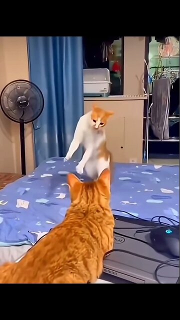 Ginger cats are the most cunning and cheeky!