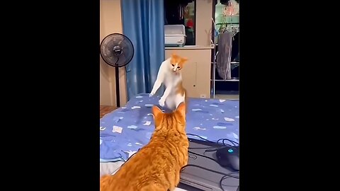 Ginger cats are the most cunning and cheeky!