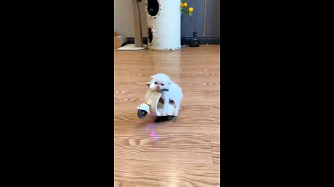 cat runaway 😁😍🐱