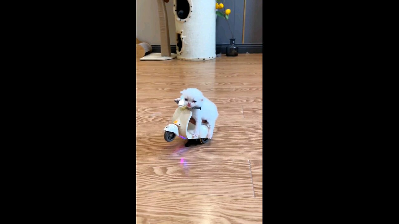 cat runaway 😁😍🐱