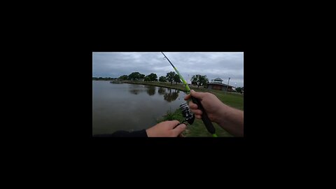 pigstick fish stuck on something