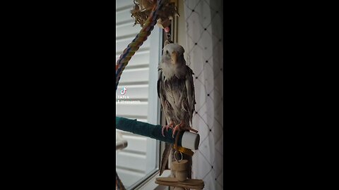 Amazing Talking Cockatiel