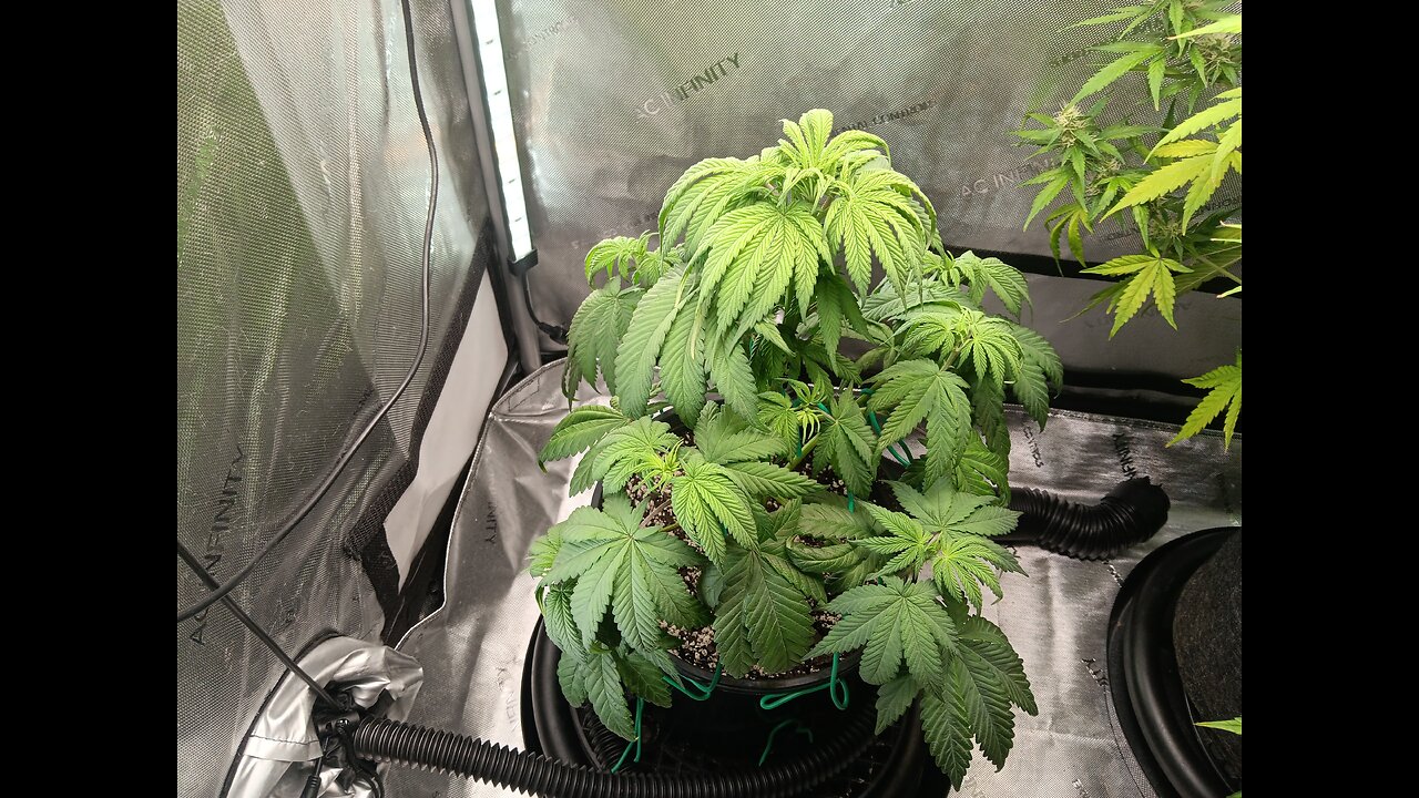 Fruity pebbles week 6 day 2