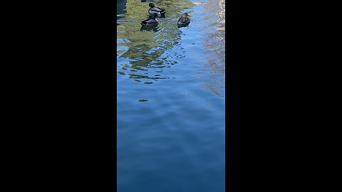 Mallard Ducks 🦆 #mallardducks #ducks #duck #shorts #followme #viral #trending