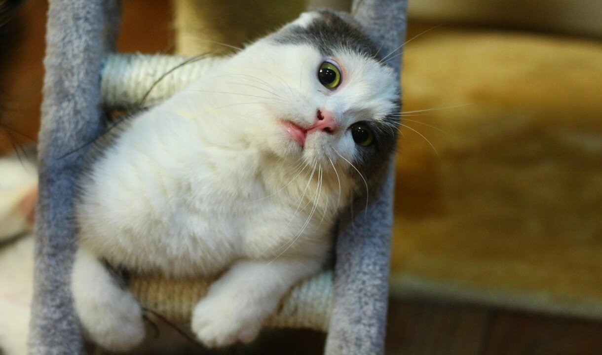 Funny Animal Video