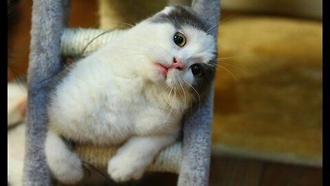 Funny Animal Video