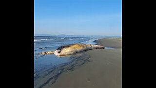 Hallan una ballena muerta en la costa de una isla rusa