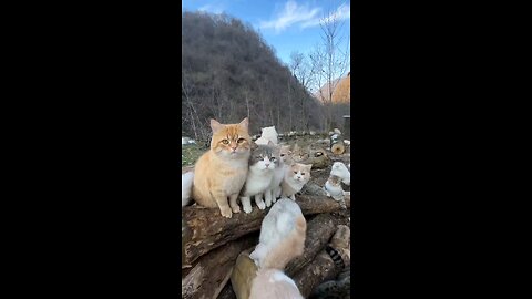 Cute Cats