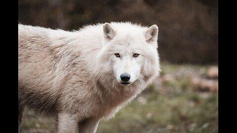Dire Wolf De-Extinction Sparks Global Debate on Ethics, Conservation, and Climate Impact
