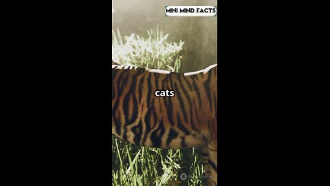 Tiger facts