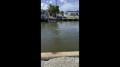 Canal Life | Dolphins Mating PT 1! | 4K