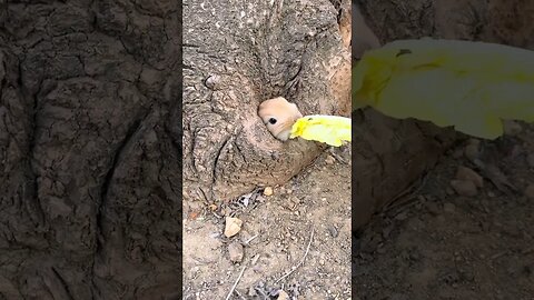 Induce the little rabbit out of the hole, cute pet debut plan, rabbit pastoral cute pet