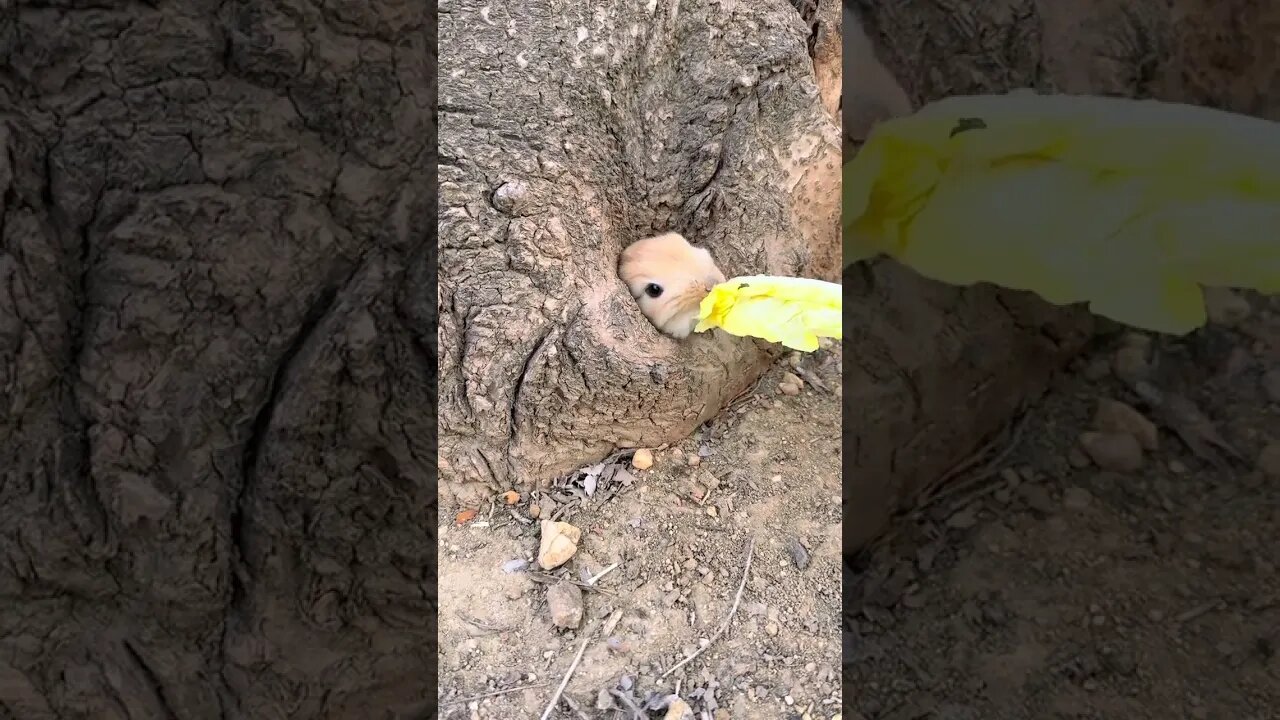Induce the little rabbit out of the hole, cute pet debut plan, rabbit pastoral cute pet