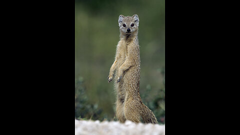 Mongoose