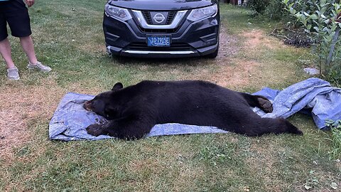 🇺🇸 Man shoots a bear that broke into his house.