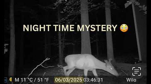 What Was That? Deer, Fawns & an Unsolved Forest Mystery