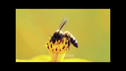 Experience 528 Hz with Lovetuner and Unlock Nature's Healing Frequency