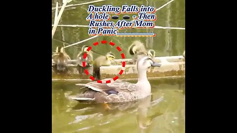 Duckling Falls into a hole 🕳️🕳️🕳️ - Then Rushes After Mom in Panic___