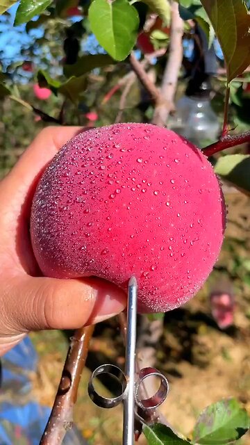 🍎🍏 "Crunch into Deliciousness: Exploring the World of Apples!" 🍎🍏