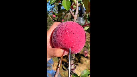 🍎🍏 "Crunch into Deliciousness: Exploring the World of Apples!" 🍎🍏