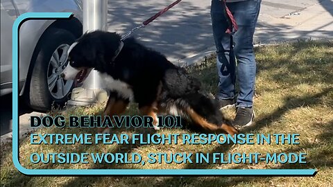 EXTREME Fear Flight, Bernese Stuck In Flight Mode, Unable To Relax In The Real World, Bad Genetics