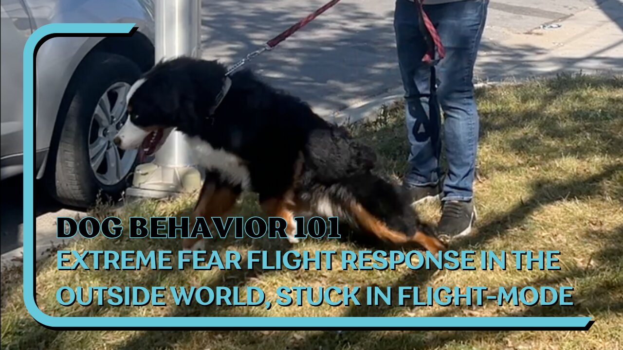 EXTREME Fear Flight, Bernese Stuck In Flight Mode, Unable To Relax In The Real World, Bad Genetics