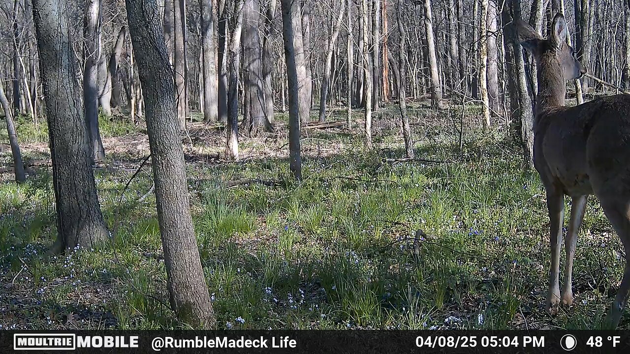 Early spring doe