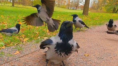 Hooded Crows Catching Peanuts that are Thrown at Them