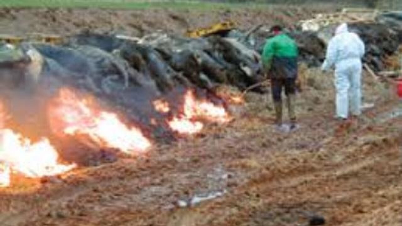 Government Recruits Valuers for Livestock Culls and Farm Seizures..