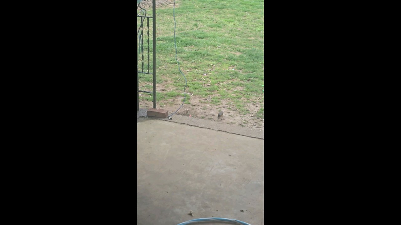 Robin Building Its Nest