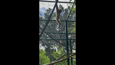 White-handed Gibbon 🐒 #shorts #viral #trending #primate #monkey #followme